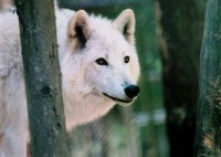 /album/secret-singing-wolves/white-wolf-13-jpg/